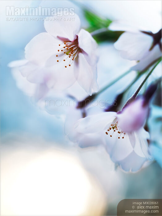 Beautiful cherry blossom flowers on blue sky background Stock photo of Beautiful cherry blossom flowers on blue sky background Buy commercial use license at MaximImages