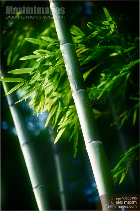 Stock photo of Beautiful closeup of green bamboo leaves and tall stems Buy commercial use license at MaximImages