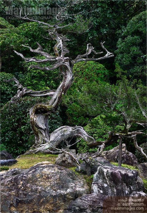 Beautiful juniper tree at Japanese Zen garden of Konchi-in historic temple in Kyoto Stock photo of Beautiful juniper tree at Japanese Zen garden of Konchi-in historic temple in Kyoto Buy commercial use license at MaximImages