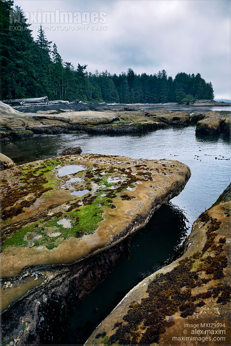 Beautiful landscape scenery at Botanical Beach Juan de Fuca Provincial Park Stock photo of Beautiful landscape scenery at Botanical Beach Juan de Fuca Provincial Park Buy commercial use license at MaximImages