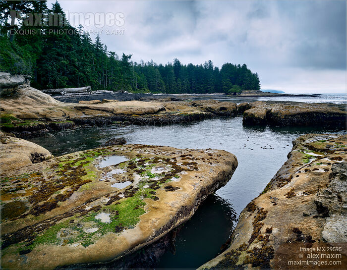 Beautiful landscape scenery of Botanical Beach shoreline Juan de Fuca Provincial Park Stock photo of Beautiful landscape scenery of Botanical Beach shoreline Juan de Fuca Provincial Park Buy commercial use license at MaximImages