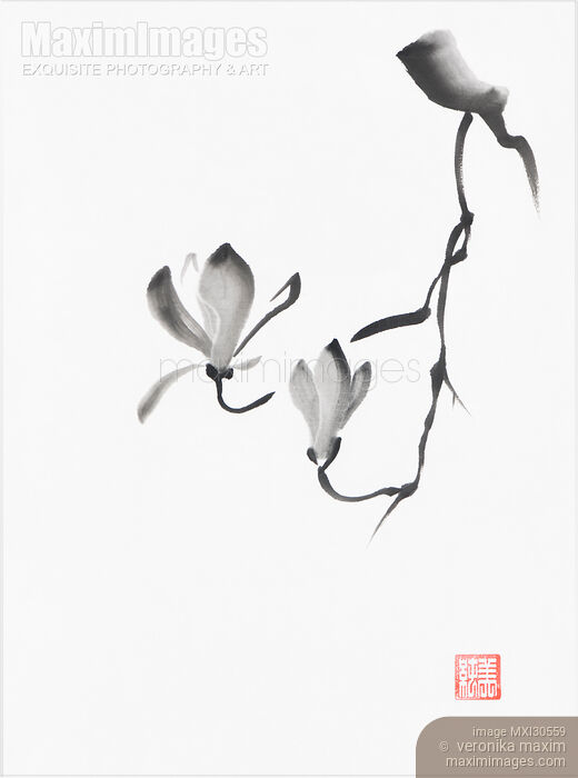 Stock image of Beautiful magnolia branch with two flowers Japanese Zen Sumi-e painting on white rice paper Buy commercial use license at MaximImages