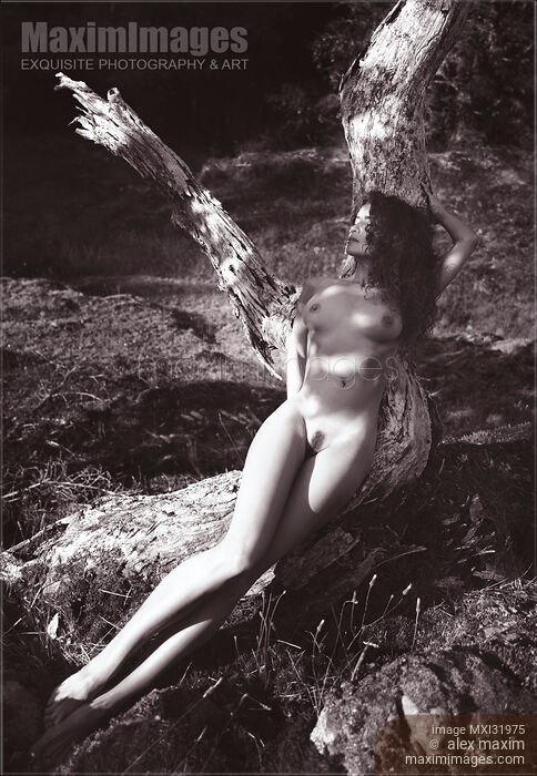 Beautiful nude woman lying naked on a trunk of a tree in the nature Sepia fine art Stock photo of Beautiful nude woman lying naked on a trunk of a tree in the nature Sepia fine art Buy commercial use license at MaximImages