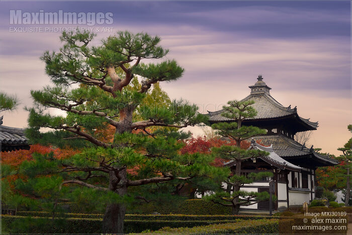Stock photo of Beautiful pine trees in front of Tofukuji Temple bell tower in Kyoto Buy commercial use license at MaximImages