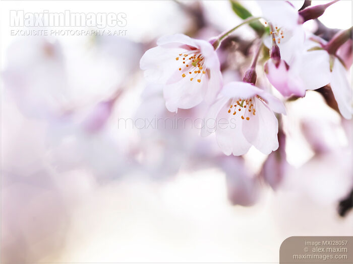 Beautiful pink cherry blossom Stock photo of Beautiful pink cherry blossom Buy commercial use license at MaximImages