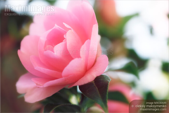 Stock photo of Beautiful pink flowers of Camellia Japonica closeup blossoms in sunlight Buy commercial use license at MaximImages