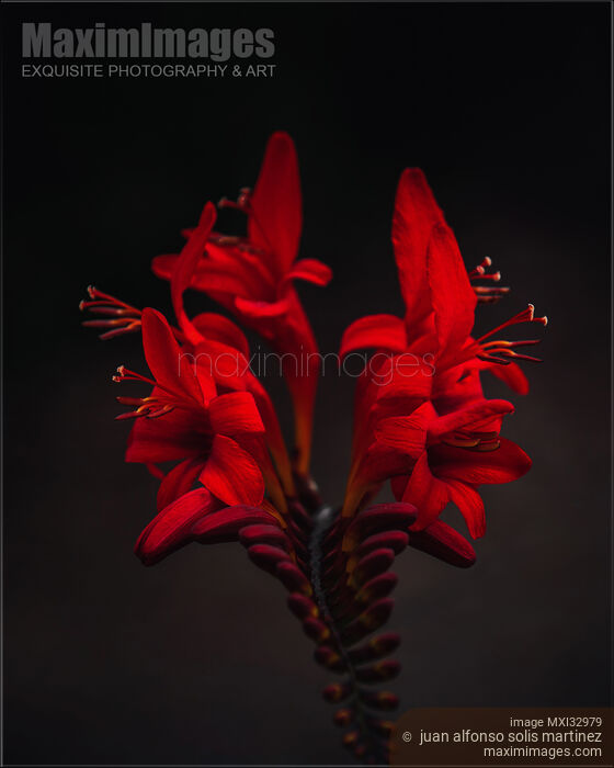 Beautiful red exotic flowers on dark black background dramatic floral still life Stock photo of Beautiful red exotic flowers on dark black background dramatic floral still life Buy commercial use license at MaximImages