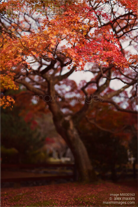 Beautiful red Japanese maple tree in a garden Stock photo of Beautiful red Japanese maple tree in a garden Buy commercial use license at MaximImages