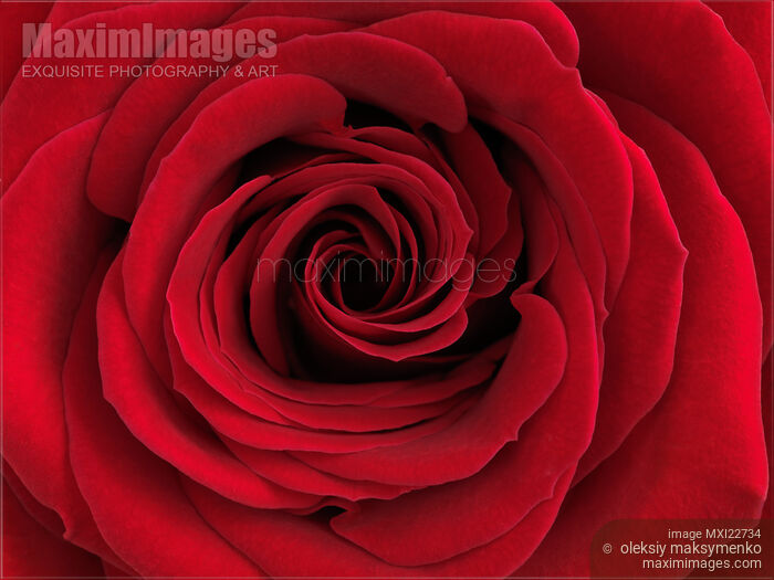 Stock photo of Beautiful Red Rose Buy commercial use license at MaximImages