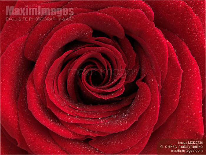 Stock photo of Beautiful Red Rose Buy commercial use license at MaximImages