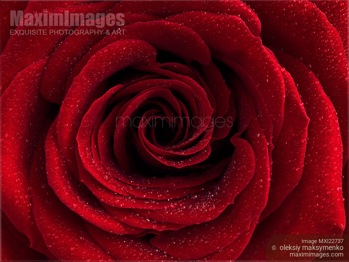 Stock photo of Beautiful Red Rose Buy commercial use license at MaximImages