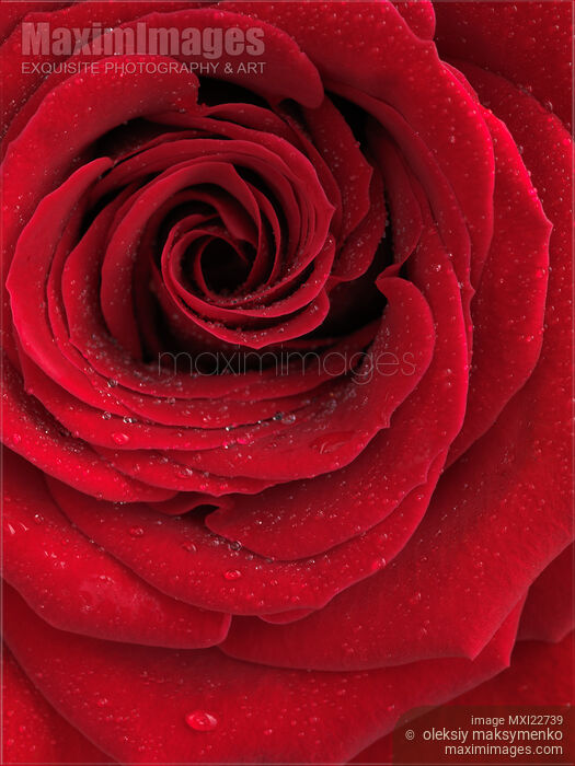 Beautiful Red Rose Stock photo of Beautiful Red Rose Buy commercial use license at MaximImages
