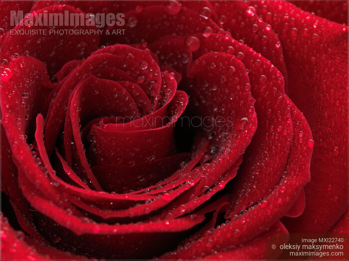 Stock photo of Beautiful Red Rose Buy commercial use license at MaximImages