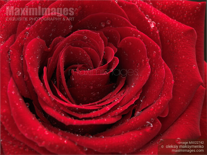 Beautiful Red Rose Stock photo of Beautiful Red Rose Buy commercial use license at MaximImages
