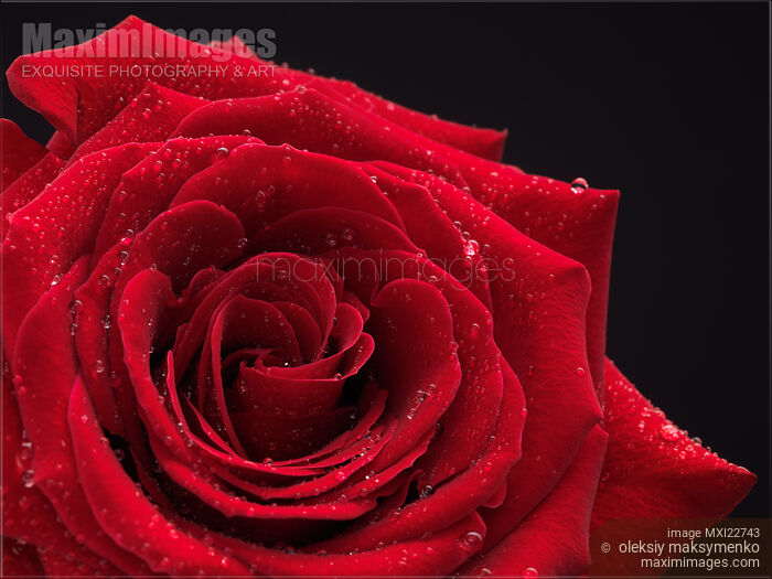 Stock photo of Beautiful Red Rose Buy commercial use license at MaximImages