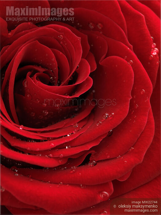 Stock photo of Beautiful Red Rose Buy commercial use license at MaximImages