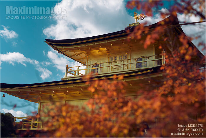 Beautiful shiny Golden Pavilion of Kinkaku-ji Zen temple behind red autumn leaves Stock photo of Beautiful shiny Golden Pavilion of Kinkaku-ji Zen temple behind red autumn leaves Buy commercial use license at MaximImages