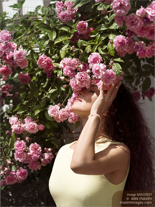 Beautiful woman standing under a bush of pink roses smelling the flowers in sunlight Stock photo of Beautiful woman standing under a bush of pink roses smelling the flowers in sunlight Buy commercial use license at MaximImages