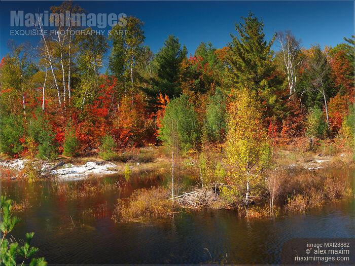 Stock photo of Beaver Pond Fall Nature Scenery Buy commercial use license at MaximImages