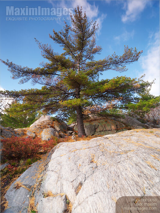Stock photo of Big pitch pine tree and rocks Buy commercial use license at MaximImages
