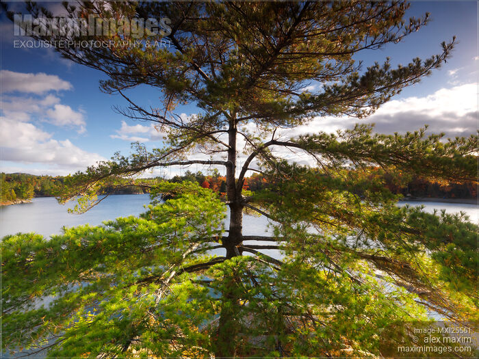 Stock photo of Big pitch pine tree in fall nature scenery Buy commercial use license at MaximImages