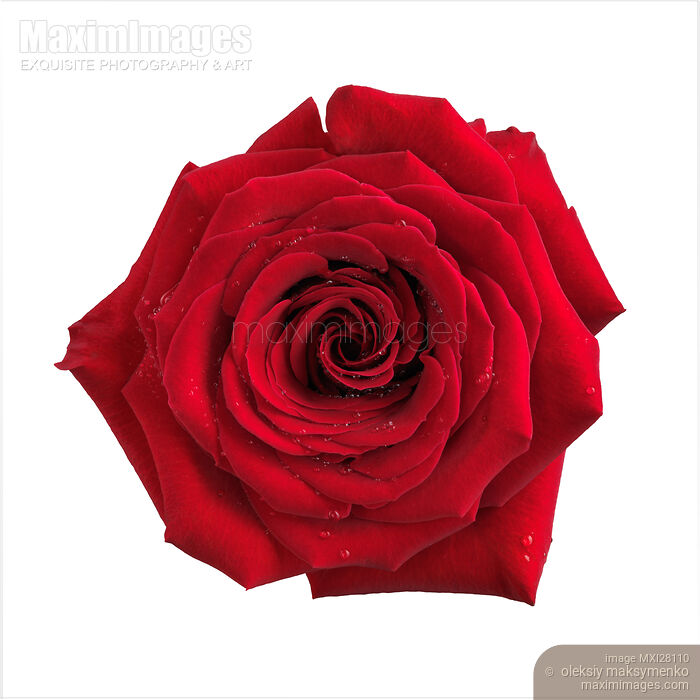 Big red rose flower isolated Stock photo of Big red rose flower isolated Buy commercial use license at MaximImages