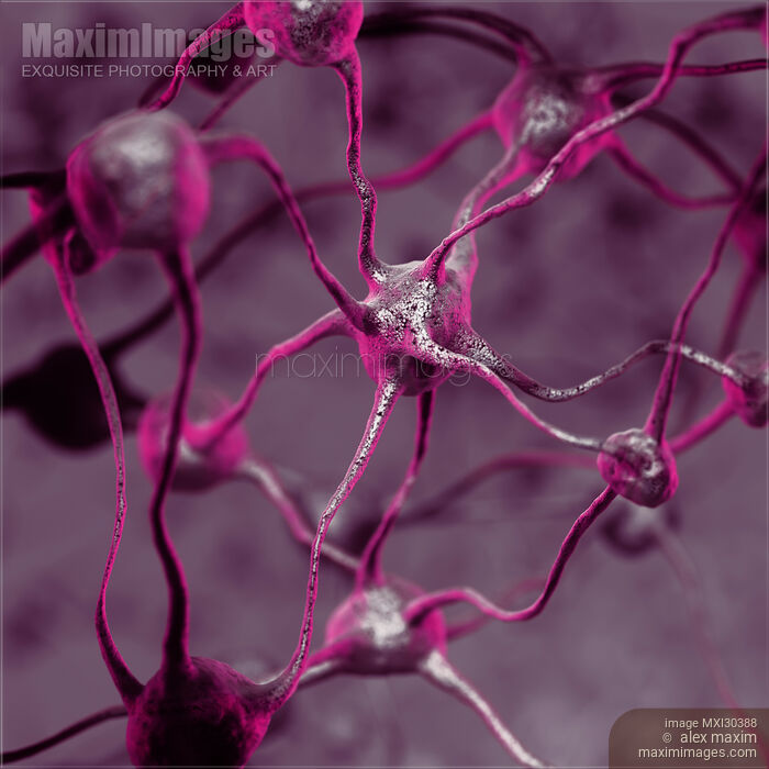 Biological Neural connections network Neurons Brain cells scientific illustration Stock image of Biological Neural connections network Neurons Brain cells scientific illustration Buy commercial use license at MaximImages