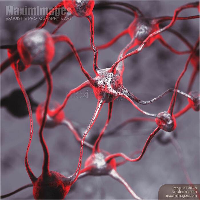 Stock image of Biological Neural network Interconnected Neurons of Human brain Illustration Buy commercial use license at MaximImages