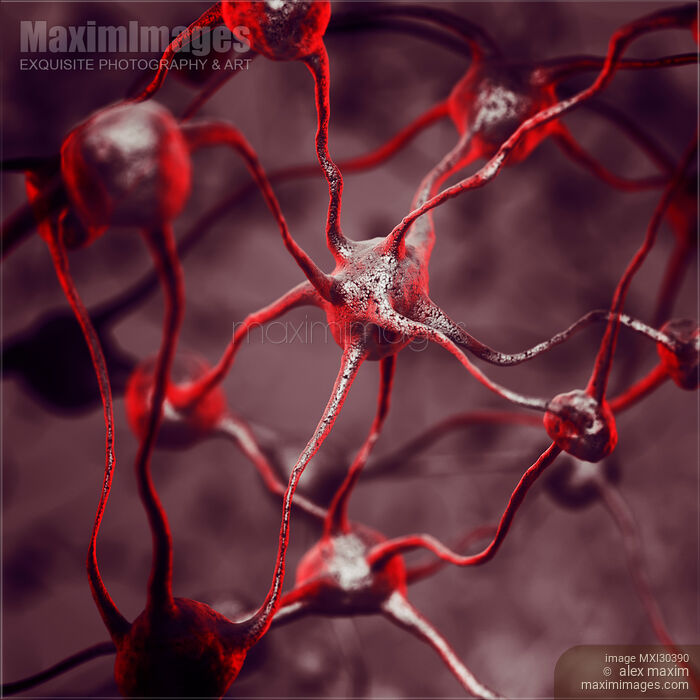 Biological Neural network Neurons Brain cells scientific medical illustration Stock image of Biological Neural network Neurons Brain cells scientific medical illustration Buy commercial use license at MaximImages