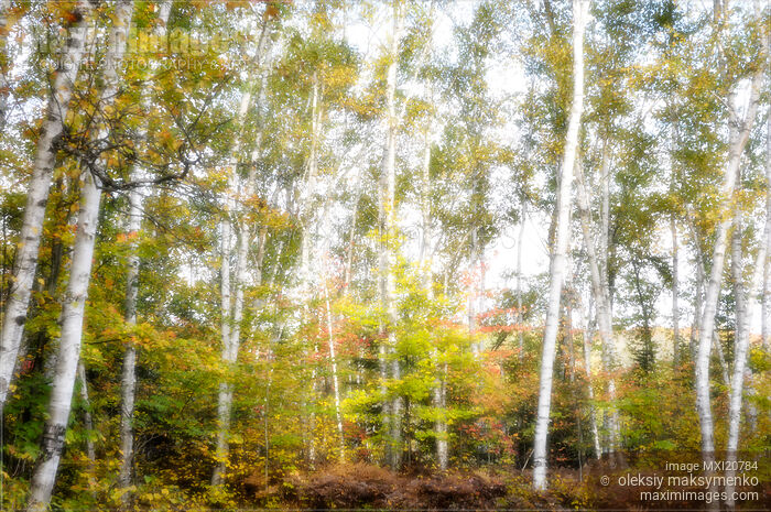 Stock photo of Birch Forest in autumn Muskoka Canada Buy commercial use license at MaximImages