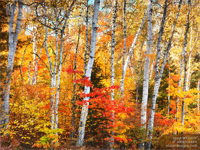 Birch trees fall nature scenery Stock photo of Birch trees fall nature scenery Buy commercial use license at MaximImages
