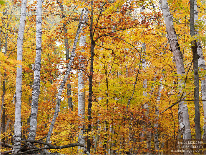 Birch Trees Fall Scenery Stock photo of Birch Trees Fall Scenery Buy commercial use license at MaximImages