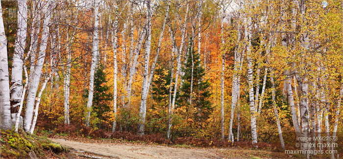 Stock photo of Birch Trees Fall Scenery Buy commercial use license at MaximImages
