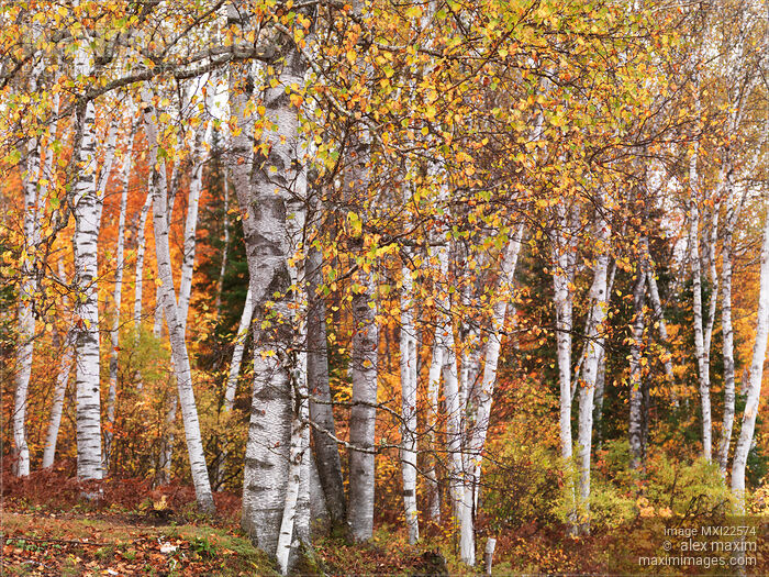 Birch Trees Fall Scenery Stock photo of Birch Trees Fall Scenery Buy commercial use license at MaximImages