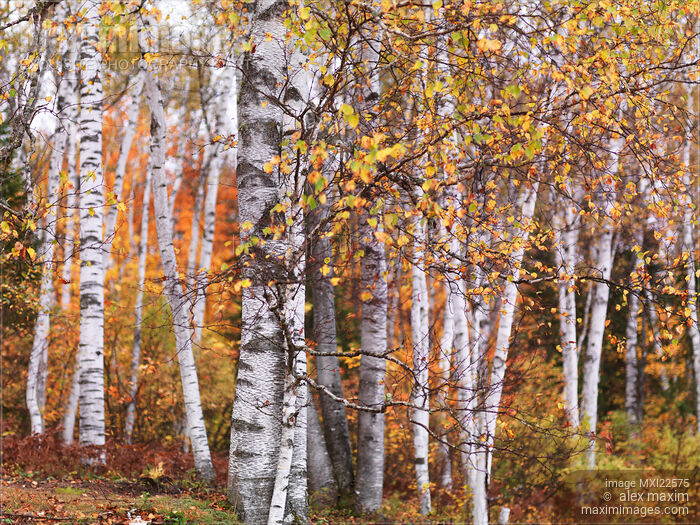 Stock photo of Birch Trees Fall Scenery Buy commercial use license at MaximImages