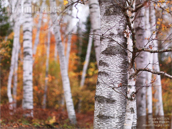 Birch Trees Fall Scenery Stock photo of Birch Trees Fall Scenery Buy commercial use license at MaximImages