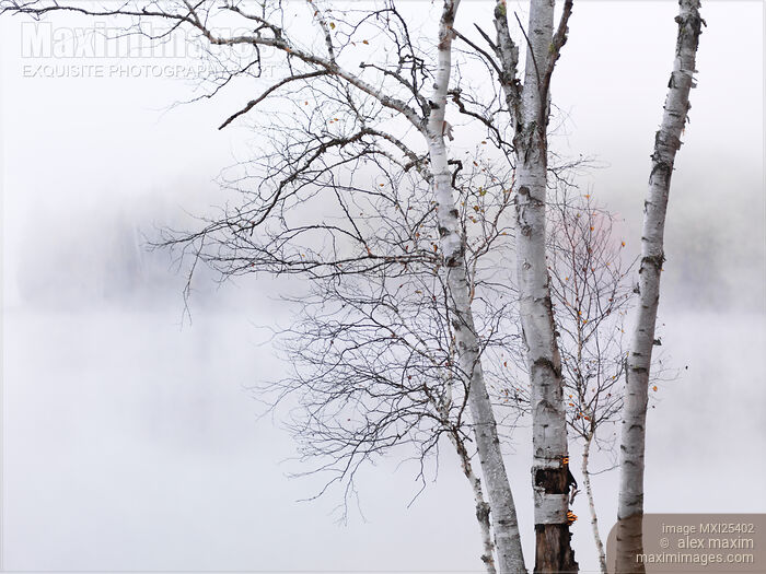 Stock photo of Birch trees over misty white lake nature scenery Buy commercial use license at MaximImages