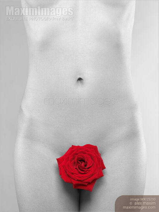 Stock photo of Black and white naked woman body with red rose Buy commercial use license at MaximImages