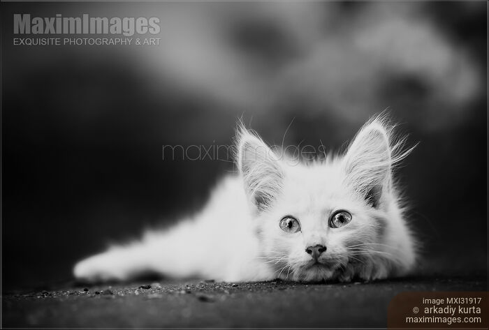 Stock photo of Black and white portrait of a cute furry white kitten lying on the ground Buy commercial use license at MaximImages