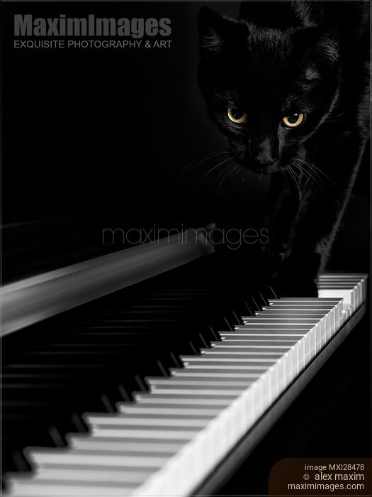 Black cat on piano keyboard Stock photo of Black cat on piano keyboard Buy commercial use license at MaximImages