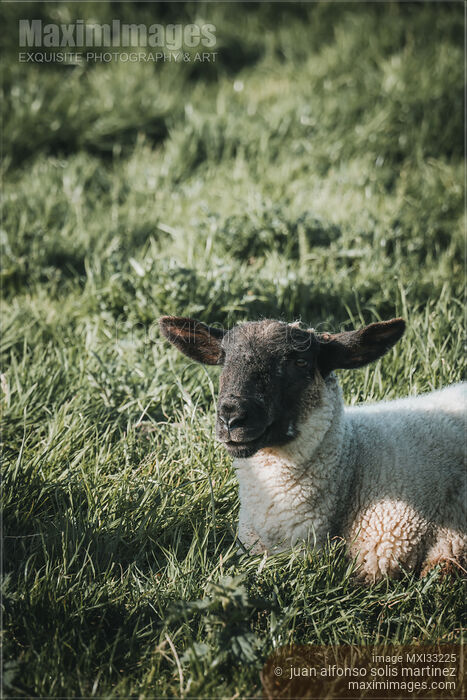 Stock photo of Black face sheep lying in the grass at a farm field Buy commercial use license at MaximImages