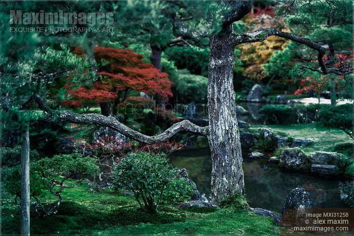 Black Pine tree in a Japanese Zen garden at Ginkaku-ji Jisho-ji Temple in autumn scenery Stock photo of Black Pine tree in a Japanese Zen garden at Ginkaku-ji Jisho-ji Temple in autumn scenery Buy commercial use license at MaximImages