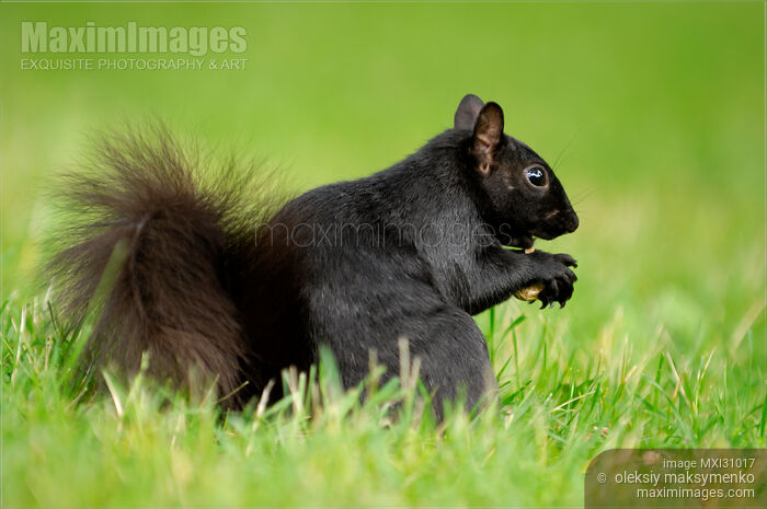 Black Squirrel Eating Stock photo of Black Squirrel Eating Buy commercial use license at MaximImages
