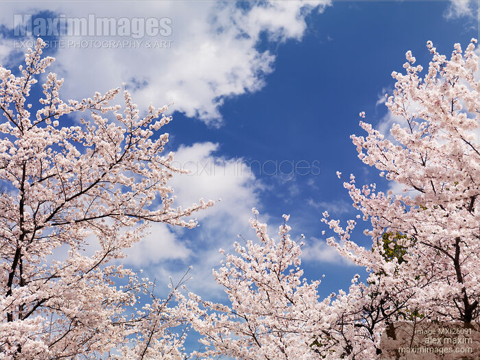 Stock photo of Blooming cherry trees Buy commercial use license at MaximImages