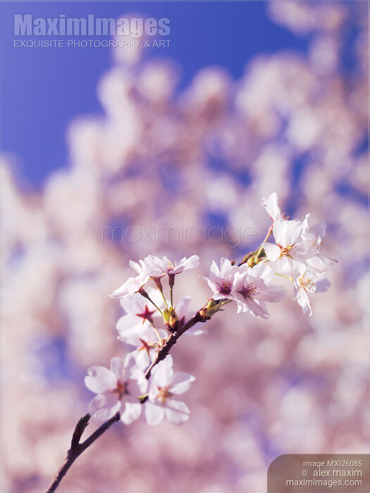 Stock photo of Blossoming cherry tree branch Buy commercial use license at MaximImages