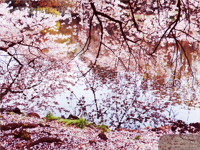 Stock photo of Blossoming cherry tree branches touching water Buy commercial use license at MaximImages