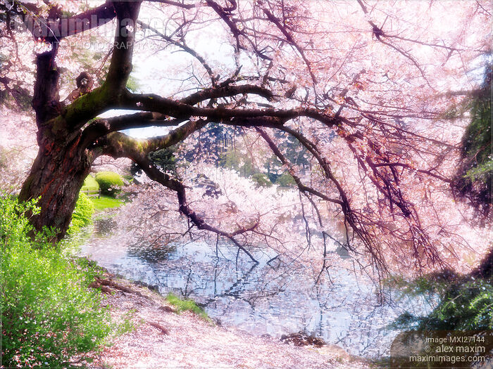 Blossoming cherry tree touching water Stock photo of Blossoming cherry tree touching water Buy commercial use license at MaximImages