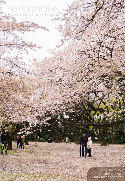 Blossoming cherry trees at Gyoen National Garden in Tokyo Stock photo of Blossoming cherry trees at Gyoen National Garden in Tokyo Buy commercial use license at MaximImages