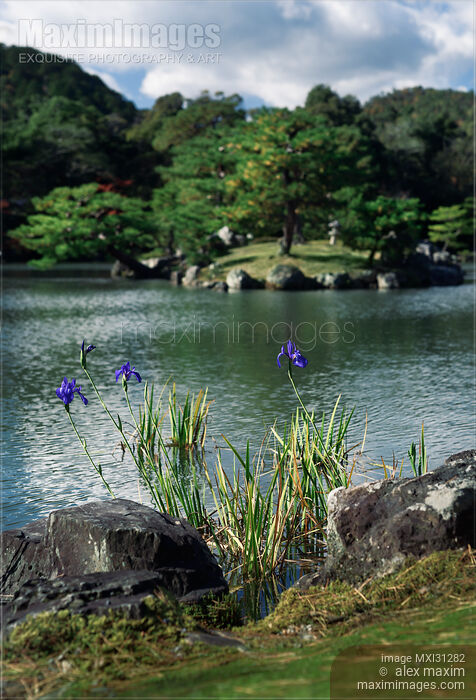 Stock photo of Blue Japanese Irises by the pond in a peaceful scenery of a Japanese Zen garden Buy commercial use license at MaximImages