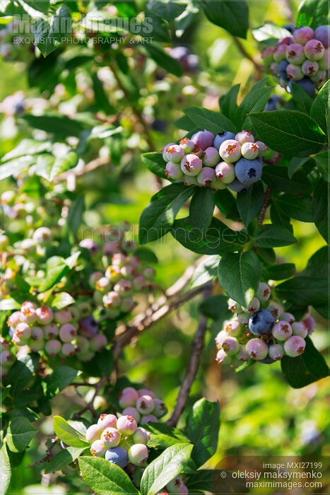 Blueberry bush Stock photo of Blueberry bush Buy commercial use license at MaximImages